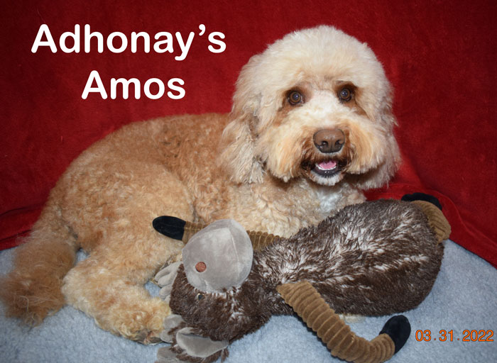 australian labradoodles